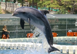 ���� ����� Mares Hotel Dolphin Park & SPA 5*
