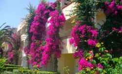 ���� ����� Creta Royal Hotel 5*