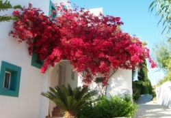 ���� ����� Mastichari Bay Hotel  Family Suites 4*