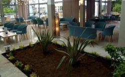 ���� ����� Quercus 4*