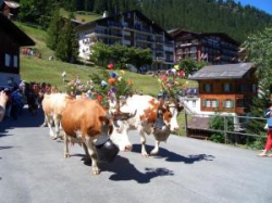 ���� ����� Eiger 4*