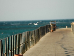 ���� ����� Hurgada SeaGull Hotel & Resort 4*