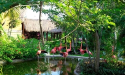 ���� ����� Iberostar Cozumel 5*