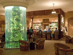 ���� ����� Iberostar Paraiso Lindo 5*