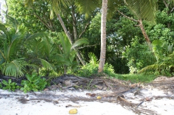���� ����� Dhevatara Beach 5*