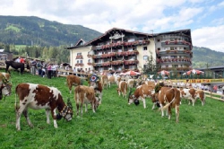 ���� ����� Kohlerhof 4*