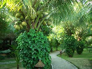 ���� ����� Cham Villas Resort 4*